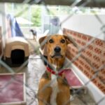 Common Behavioral Issues in Shelter Dogs and How to Help