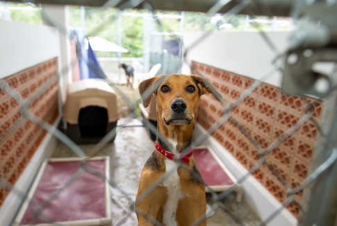 Common Behavioral Issues in Shelter Dogs and How to Help