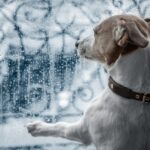Emergency Preparedness for Animal Shelters Are You Ready