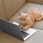 How Animal Shelters Use Technology Like Doobert to Save More Lives
