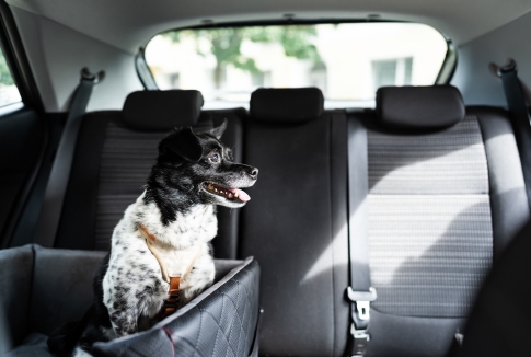 How to Safely Transport Rescue Animals A Lifesaving Guide for Shelters and Volunteers