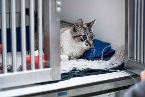 What is TNR (Trap-Neuter-Return) and Why It Matters for Community Cats